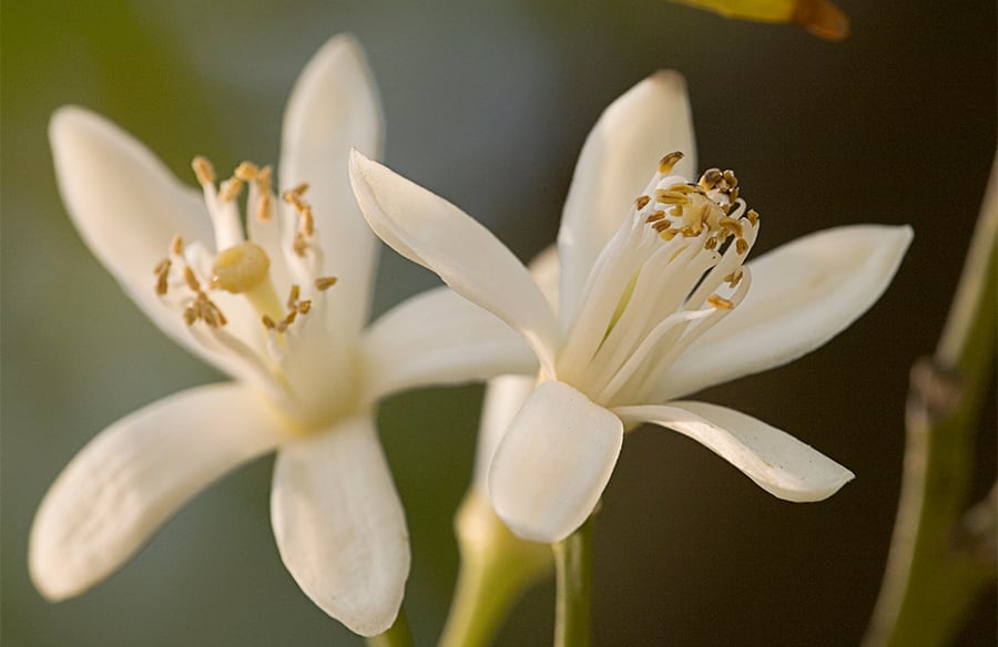文化橙花