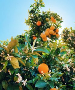 美國BB陽光香橙香精