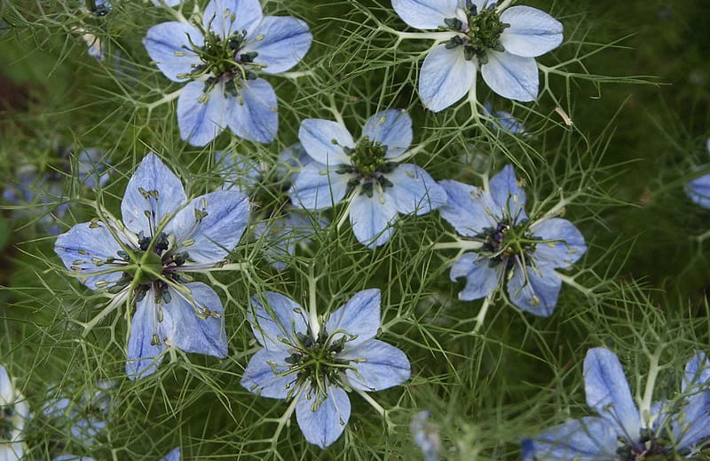 組成 黑種草 1 900x584