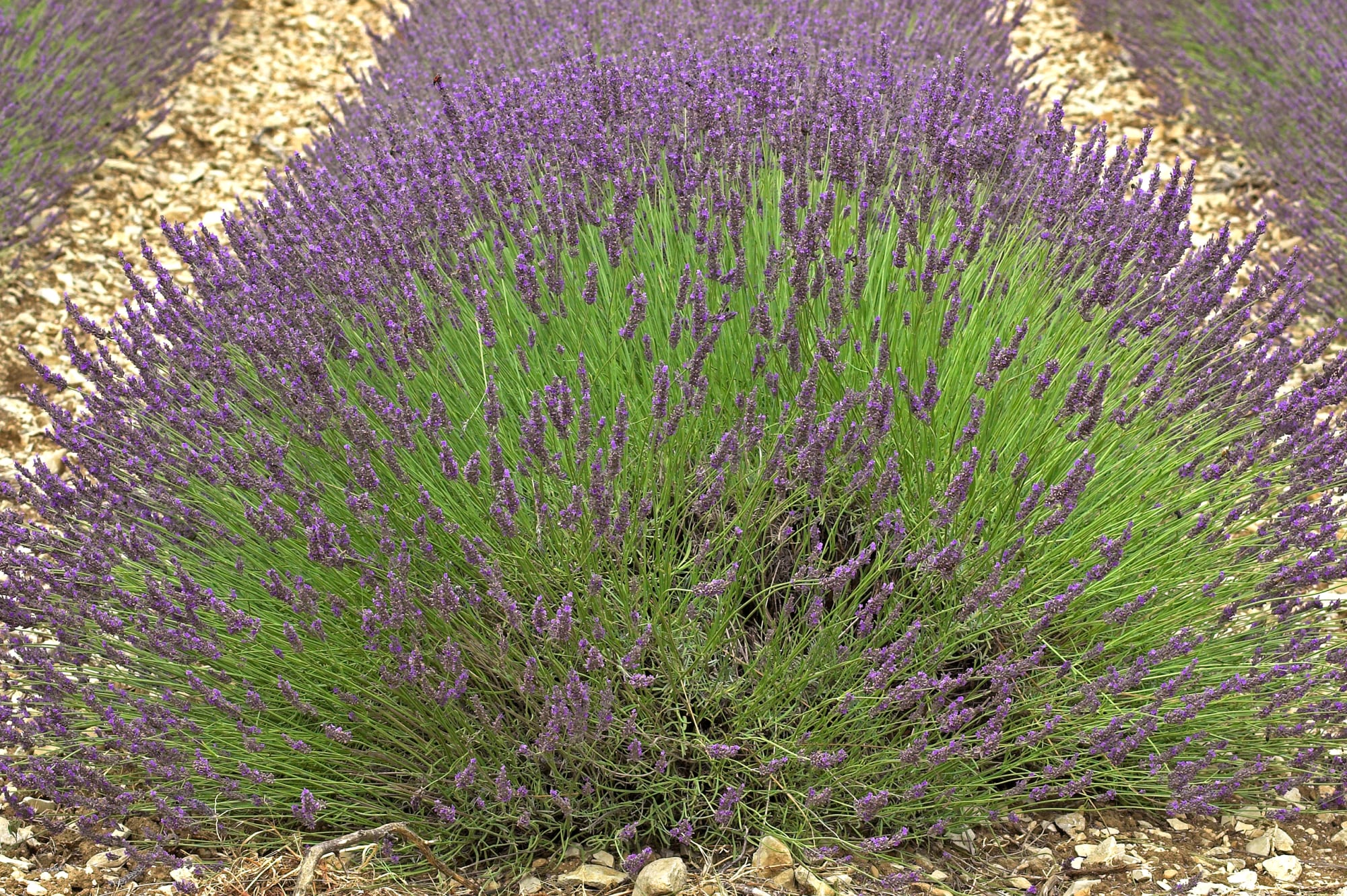 薰衣草成分 1 900x584