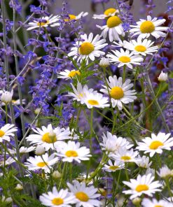 美國bb好奇薰衣草洋甘菊香精