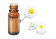 羅馬洋甘菊精油