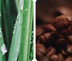 黑咖啡與香根草香精英國製