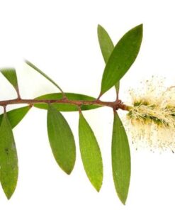 有機白千層精油