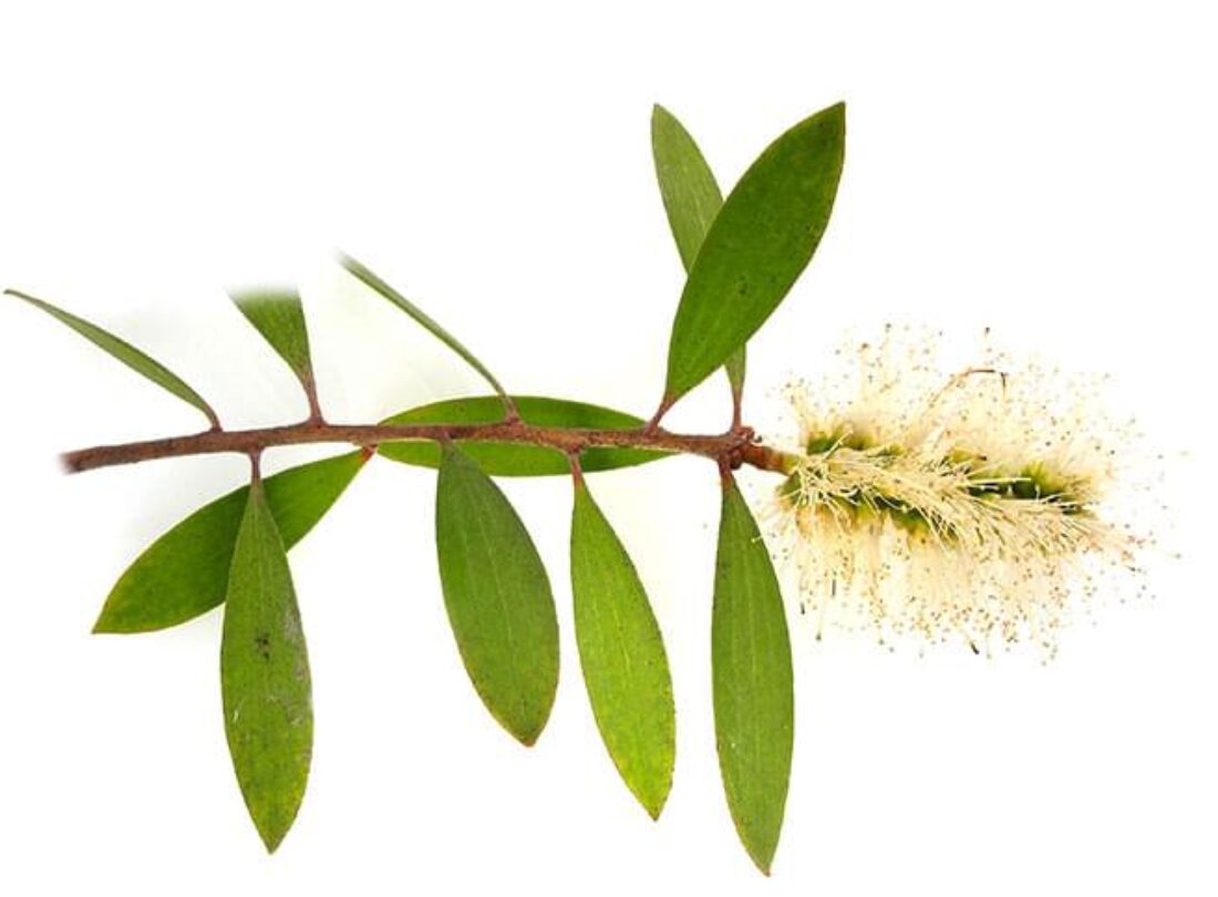 有機白千層精油