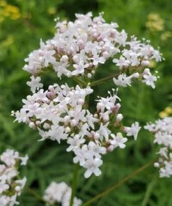 纈草根精油exp.2708