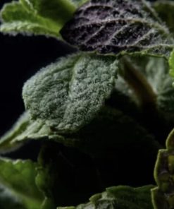 佛手柑薄荷（檸檬薄荷）精油exp2705