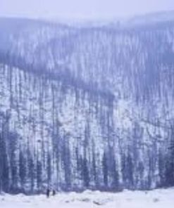 靜謐雪松香精美國製