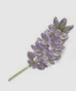 真正薰衣草精油（平替版）